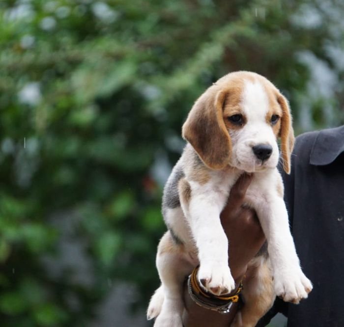 DogsIndia.com - Beagle - Ramasamy