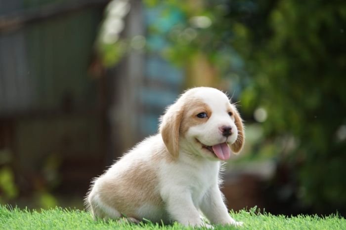 DogsIndia.com - Beagle - Ramasamy