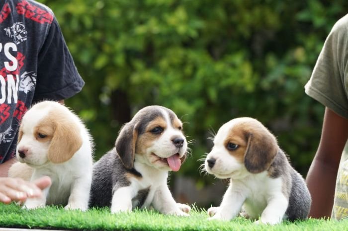 DogsIndia.com - Beagle - Ramasamy