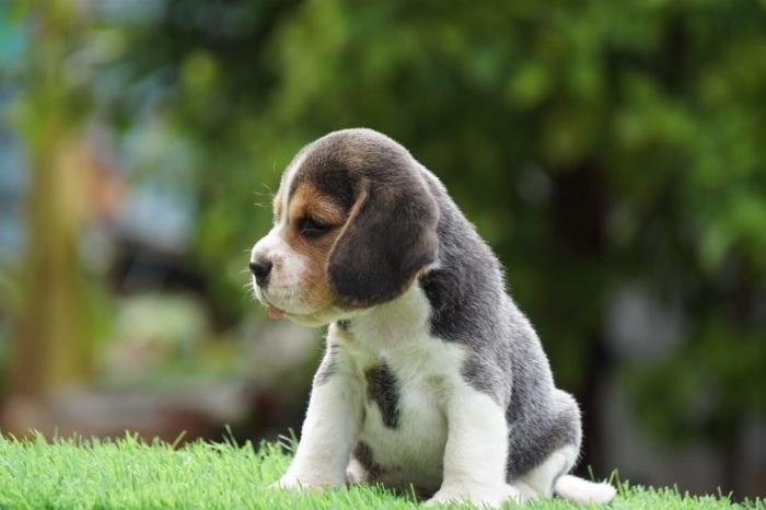 DogsIndia.com - Beagle - Ramasamy