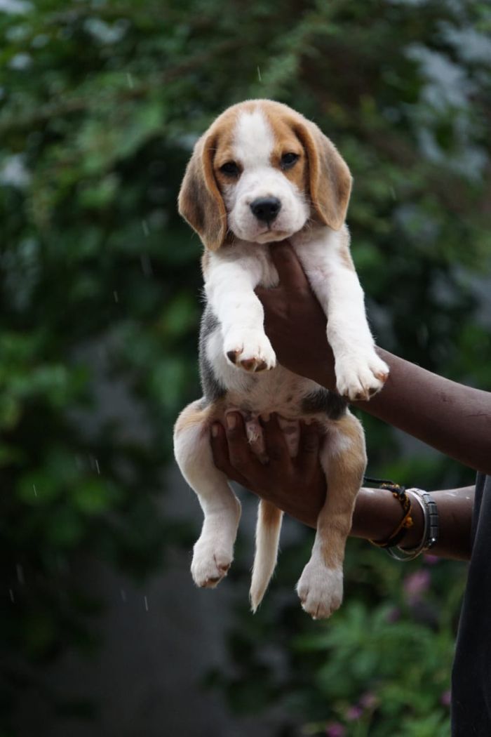 DogsIndia.com - Beagle - Ramasamy