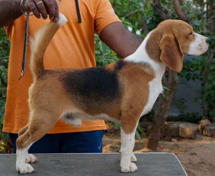 DogsIndia.com - Beagle - Ramasamy