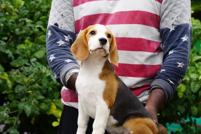 DogsIndia.com - Beagle - Ramasamy