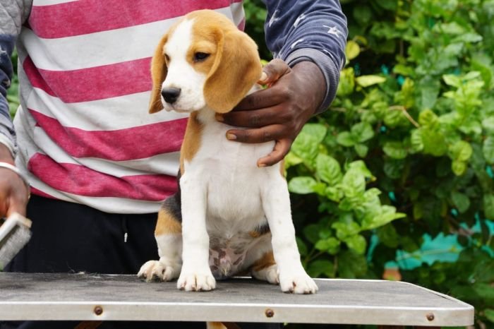 DogsIndia.com - Beagle - Ramasamy