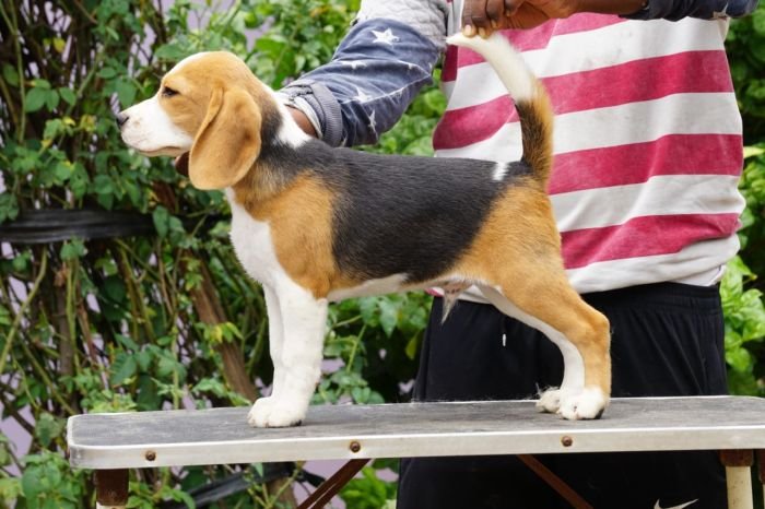 DogsIndia.com - Beagle - Ramasamy