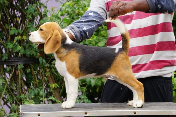 DogsIndia.com - Beagle - Ramasamy