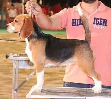 DogsIndia.com - Beagle Grown-Up - Dr. Ravi