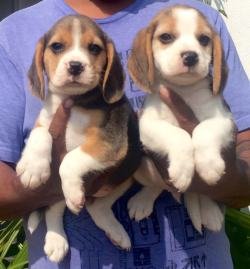 DogsIndia.com - Beagle - Sanrams Kennel
