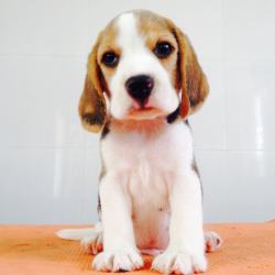 DogsIndia.com - Beagle - Sanrams Kennel