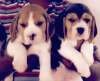 DogsIndia.com - Beagle - Sanram's Kennel
