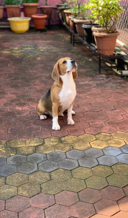 DogsIndia.com  Beagle  Rockford Beagles  Suhas