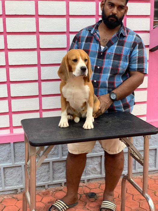 DogsIndia.com  Beagle  Rockford Beagles  Suhas