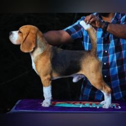DogsIndia.com Beagle Rockford Beagles Suhas