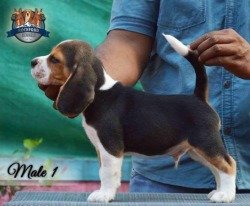 DogsIndia.com - Beagles - Rockford Beagles - Suhas Shetty