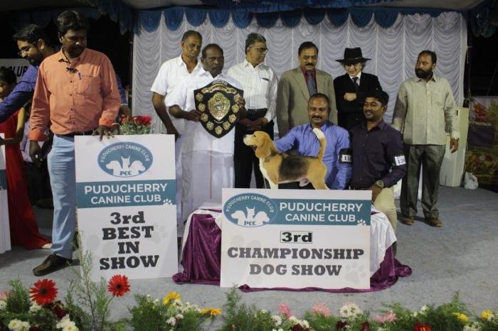 DogsIndia.com - Beagle - Rockford Beagles - Suhas