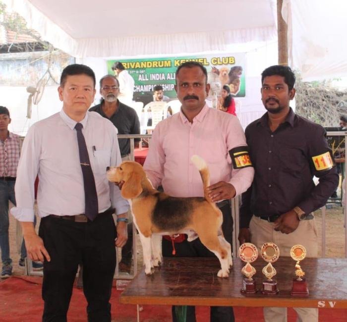 DogsIndia.com - Beagle - Rockford Beagles - Suhas