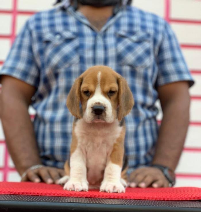 DogsIndia.com - Beagle - Rockford Beagles - Suhas