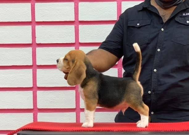 DogsIndia.com - Beagle - Rockford Beagles - Suhas