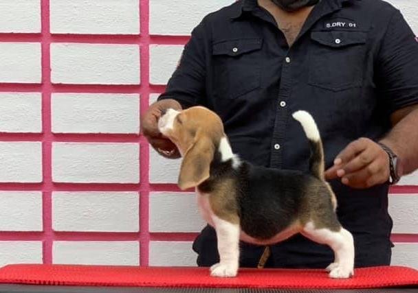 DogsIndia.com - Beagle - Rockford Beagles - Suhas