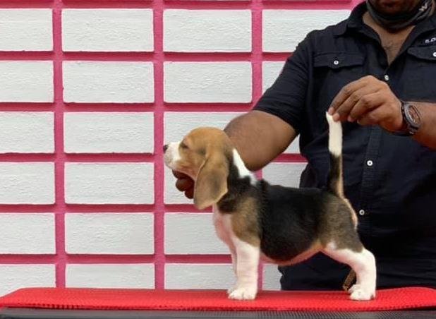 DogsIndia.com - Beagle - Rockford Beagles - Suhas