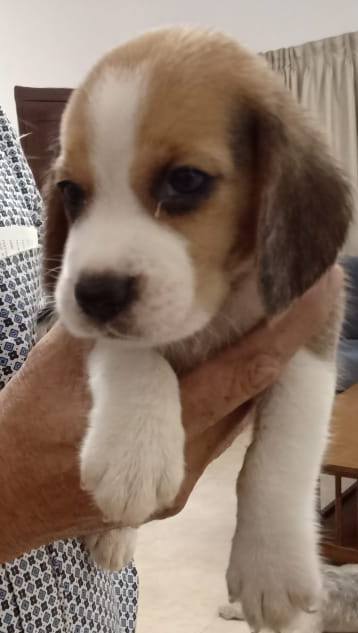 DogsIndia.com - Beagle - Sumanth