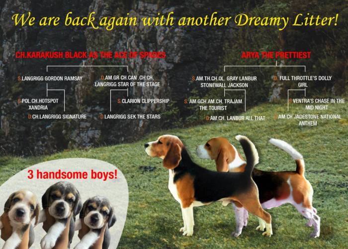 DogsIndia.com - Beagle - Surendran