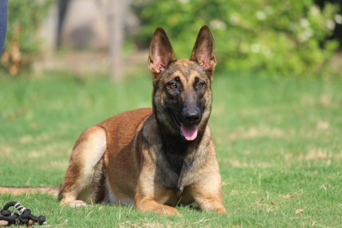 DogsIndia.com - Belgian Malinois - Akshay Dagar