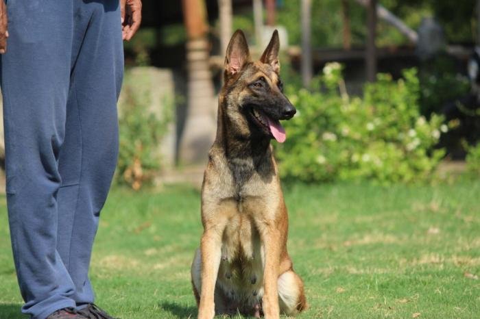 DogsIndia.com - Belgian Malinois - Akshay Dagar