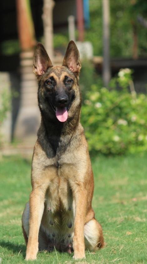 DogsIndia.com - Belgian Malinois - Akshay Dagar