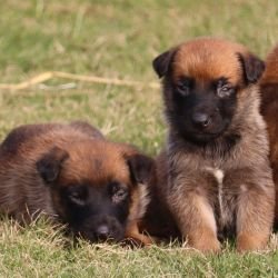 DogsIndia.com - Belgian Malinois - Akshay Dagar