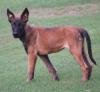 DogsIndia.com - Belgian Malinois - Akshay Dagar