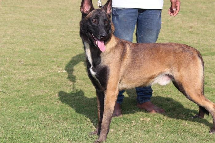 DogsIndia.com - Belgian Malinois - Akshay Dagar