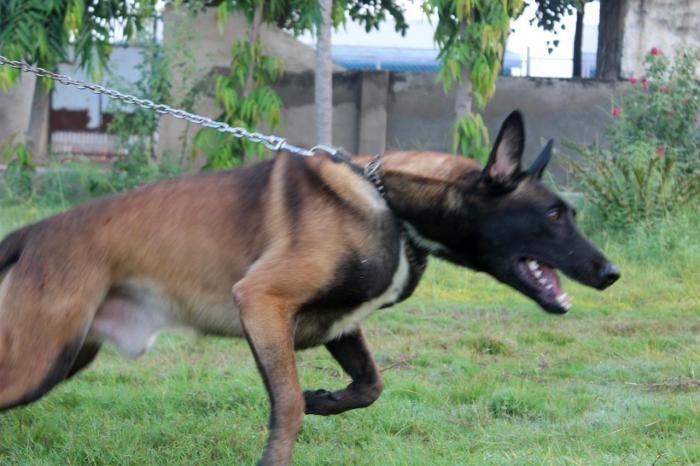 DogsIndia.com - Belgian Malinois - Akshay Dagar