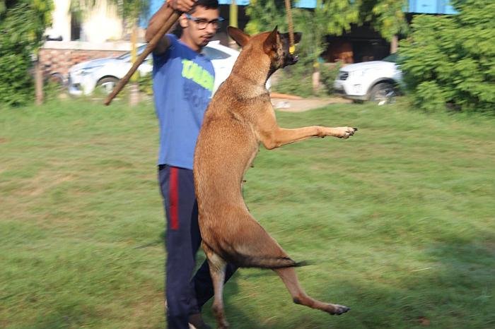 DogsIndia.com - Belgian Malinois - Akshay Dagar