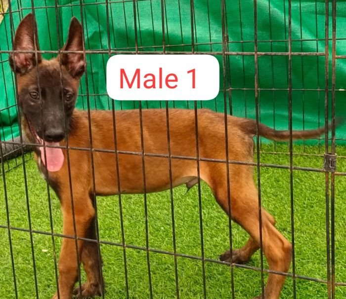 DogsIndia.com  Belgian Malinois  Antony