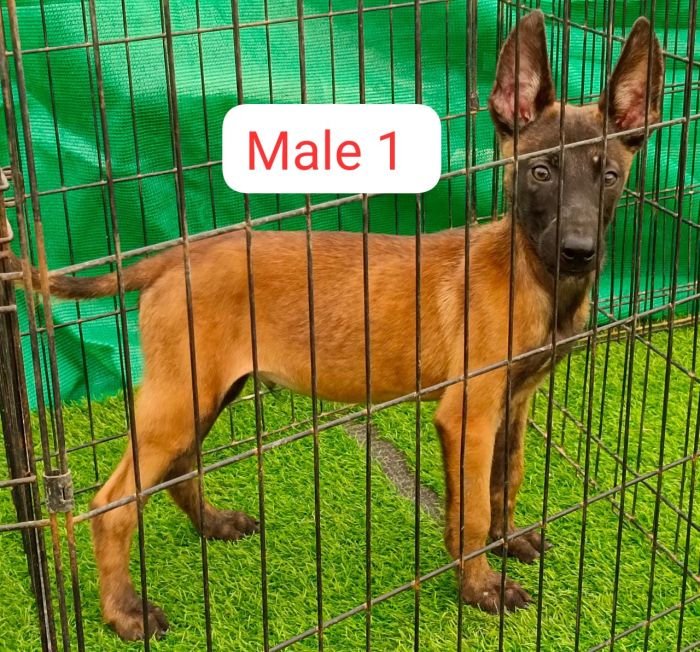 DogsIndia.com  Belgian Malinois  Antony