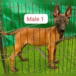 DogsIndia.com Belgian Malinois Antony
