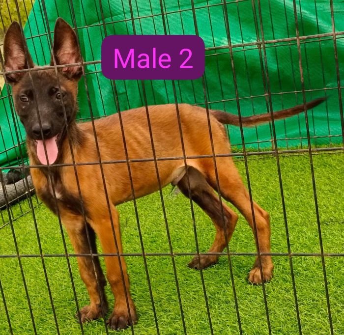 DogsIndia.com  Belgian Malinois  Antony