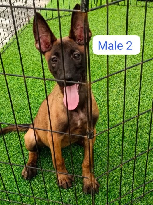 DogsIndia.com  Belgian Malinois  Antony