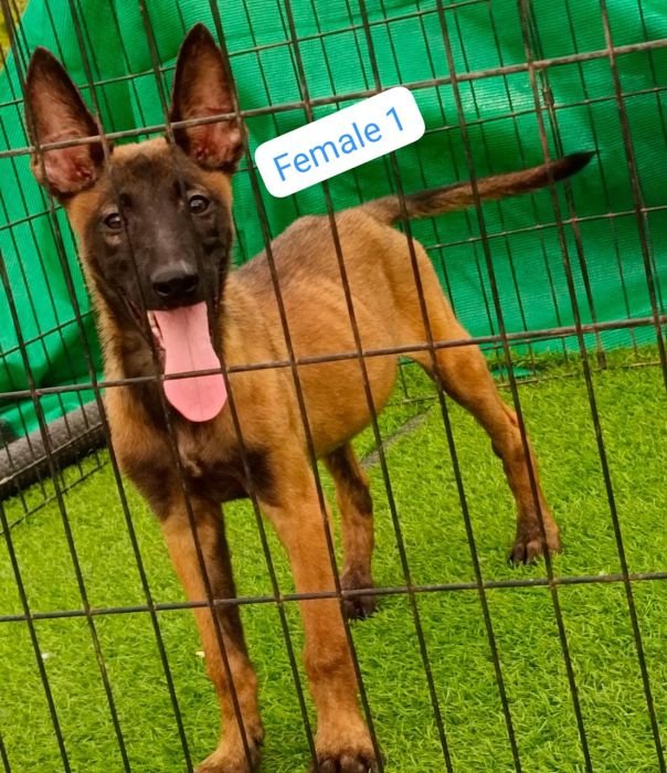 DogsIndia.com  Belgian Malinois  Antony