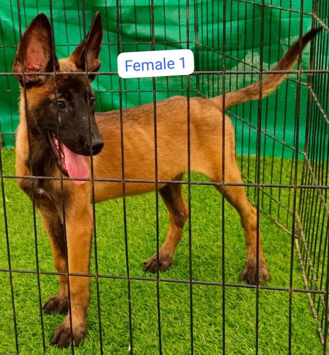 DogsIndia.com  Belgian Malinois  Antony