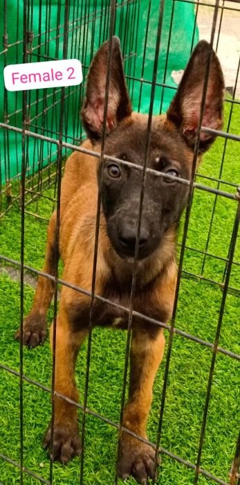 DogsIndia.com  Belgian Malinois  Antony