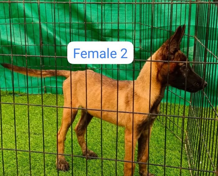 DogsIndia.com  Belgian Malinois  Antony