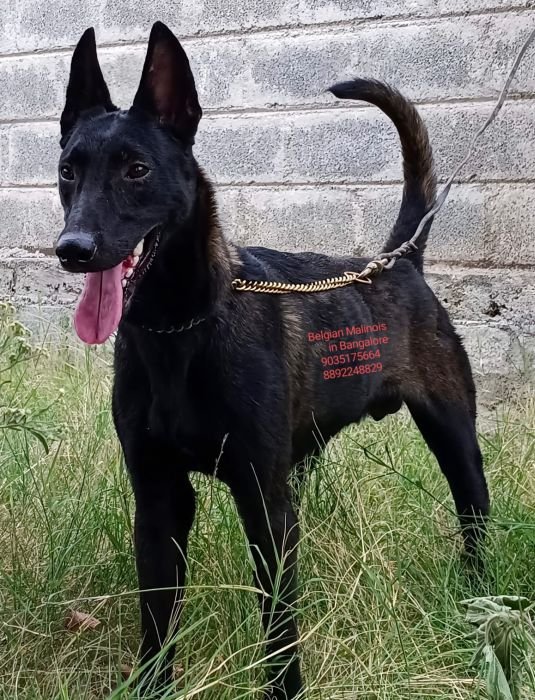 DogsIndia.com  Belgian Malinois  Antony