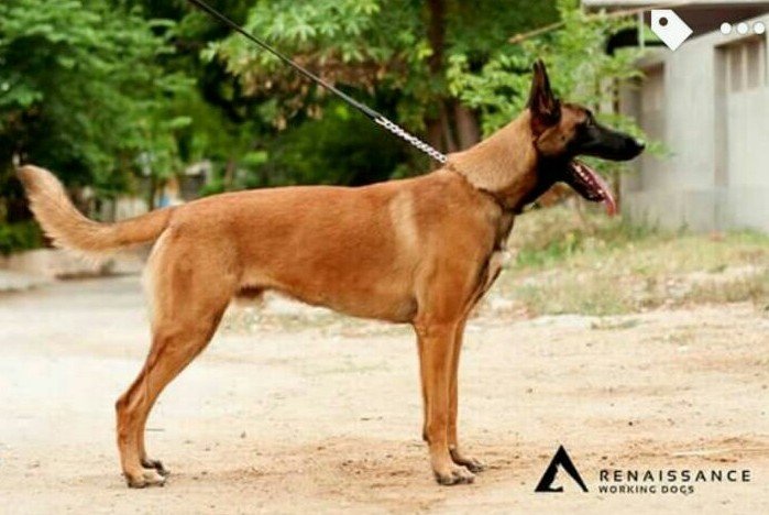 DogsIndia.com - Belgian Malinois - Gowda