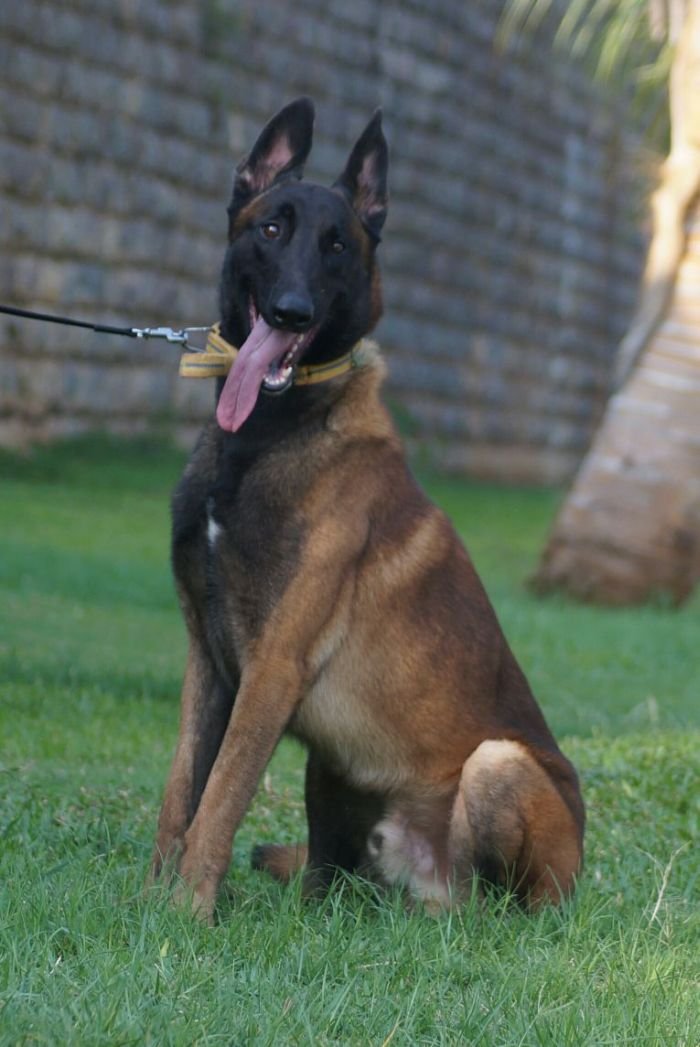 belgian malinois breeders near me