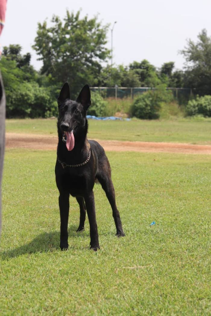 DogsIndia.com - Belgian Malinois - Meena Kennels - Mahesh