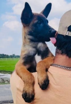 DogsIndia.com - Belgian Malinois - Mithran