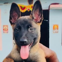 DogsIndia.com - Belgian Malinois - Mithran