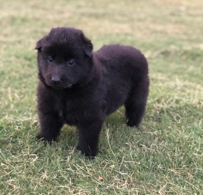 DogsIndia.com - Belgian Shepherd - Akshay Dagar